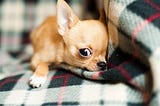 Passwords are like Chihuahuas