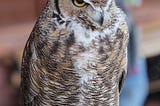 Great horned owl specimen in a museum