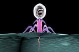 Hitchhiking Bacteriophages are the New Antibiotics
