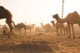 17 Camels and 3 Sons Short Story