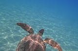 Sea turtle under water, from the perspective of a person snorkeling