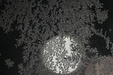 moon in the sky behind tree branches and leaves