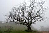 Wiry tree with no leaves
