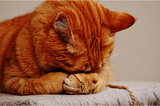 Ginger cat covering its eyes, as though embarrassed or ashamed