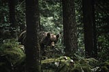 We Have Bear Poop In The Woods Here — or Wildcat?