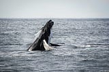 The World Needs to Celebrate Those Who Defend Wildlife