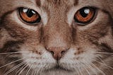 A Cat Feels No Guilt