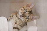 Curious Cat