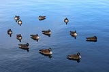 Thirteen ducks swimming in water.