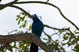 The Common Grackle: Spiritual Meanings and Personal Reflections