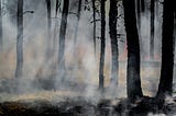 smoke and smoldering trees after fire