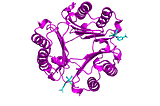 Small molecular inhibitor (blue — 2:00 and 7:00) bound to MIF (purple). CC BY SBGRID. PDB 8SON.