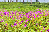 Unveiling the Marvels of Change: Climate and Ecological Transformations of Kaas Plateau