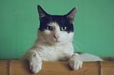 Gipsy the Cat was sitting on a bookshelf one afternoon and just stared right at me, kinda saying: “Will you take a picture already?”