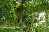 How to plant, grow and harvest Banana trees ?