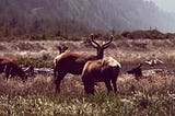 Out in the Wild: Productionising your Data Project