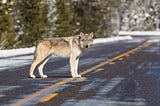 Humans vs. Wolves: A History of Man’s Best Frenemy