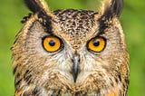 Wise Owl Wednesday ~ 17/04/2024