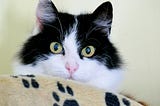 My Cat Is on Daylight Savings Time