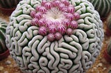 Discover the Intriguing World of Brain Cactus: A Gardener’s Delight