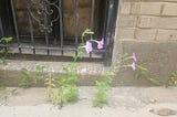 Wild petunias growing in the alley next to my Second Reading Book Shop