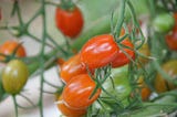 Green Energy-Powered Greenhouse Provides Fresh Produce to Remote Northern Community