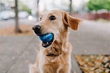 How to Fetch an API