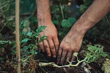 hands digging holes in the dirt for plants. Green plants growing in front of hands