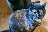 Why I Let My Cats Boss Me Around