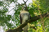 Red-Tailed Hawk By Aravind Reddy Tarugu