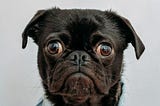 50 Pet Businesses You Can Start Today