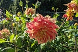 September? Dahlias! -Part 3