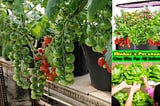 What Is Hydroponics Setup Cost At Home For Different Hydroponics Systems