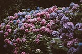 Stock image of a purple and blue hydrangea bush in bloom.