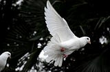 Dove