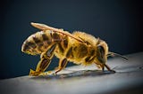 Is Bee Venom Therapy an Ancient Remedy or Buzz-Worthy Trend?