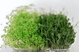 How Microgreens Can Help in Anemia: All you Need to Know