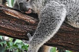 a koala sleeping