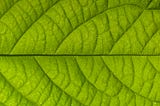 Kiss That Leaf