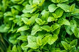 The Calming Power of Lemon Balm: A Timeless Herb for Modern Stress