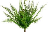 boston-fern-bush-by-ashland-1
