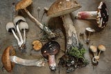Why I’m eating more mushrooms: A very brief guide to adaptogens