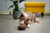 4 Signs Your Dog Is Eating Too Much