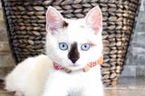 Decoding Cat Genetics: Unraveling Coat Colors, Patterns, Eye Colors, and Breeds