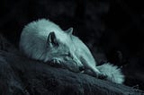 Lone Wolf: What I Learned from a Life of Solitude