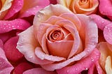 Rose-Petals-1