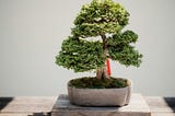 Image of a Bonsai tree