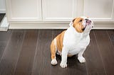 Is Your Home Bulldog-Proof? Find Out Now!