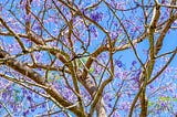 Purple flowers of a jacaranda tree against the sky’s blue backdrop