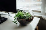 Top 5 Plants Perfect for Your First Terrarium